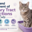 cat urinary tract infection