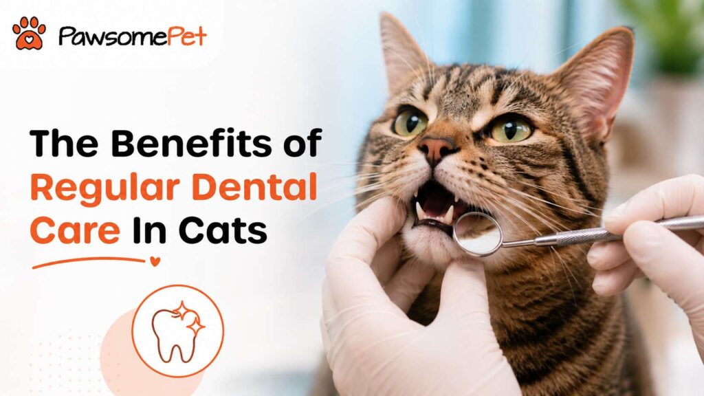 Regular Dental Care In Cats