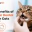 Regular Dental Care In Cats